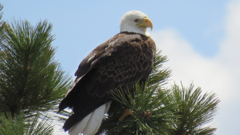 Amber Pirie spotted this bald eagle along Wascana Lake Tuesday afternoon near Pine Island. (Submitted by Amber Pirie)