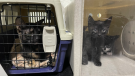 A mother and four kittens were found outside the Pet Smart on Innes Road Friday morning. (Ottawa Bylaw and Regulatory Services/CTV News Ottawa)