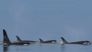 Researchers with the Washington state-based Orca Behavior Institute and the Center for Whale Research both reported sightings of the new calf Thursday. (Orca Behavior Institute)