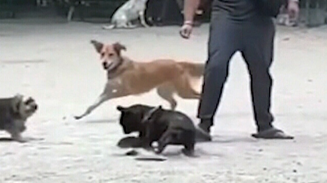 Rat chased by canines, becomes the underdog