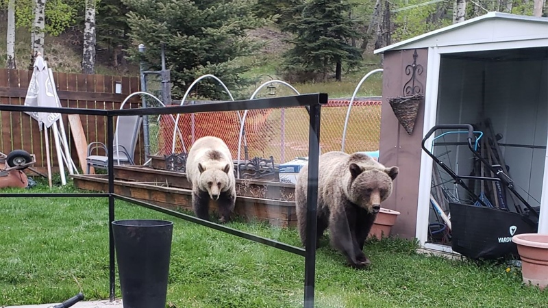 Two "teenage" grizzly bears were spotted in the backyard of a Jasper home. (Credit: Joshua Schaefer)
