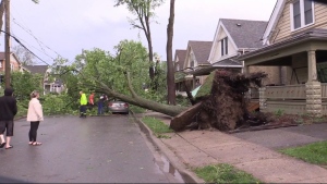 A tree ripped right out of the ground in London’s east end on May 21, 2022.  (Brent Lale/CTV News London) 