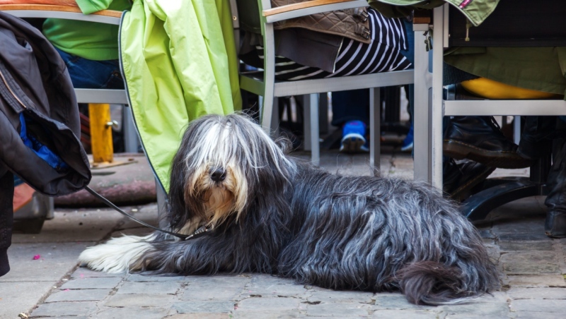 A dog relaxes on a restaurant patio. (Getty Images) 