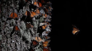 A monarch butterfly takes off from a tree trunk in the winter nesting grounds of El Rosario Sanctuary, near Ocampo, Michoacan state, Mexico,  Jan. 31, 2020. (AP Photo/Rebecca Blackwell)