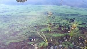 A medium-density bloom of blue-green algae species in Nova Scotia, near the shoreline of a lake. (Source: Department of Environment and Climate Change) 