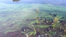 Blue-green algae