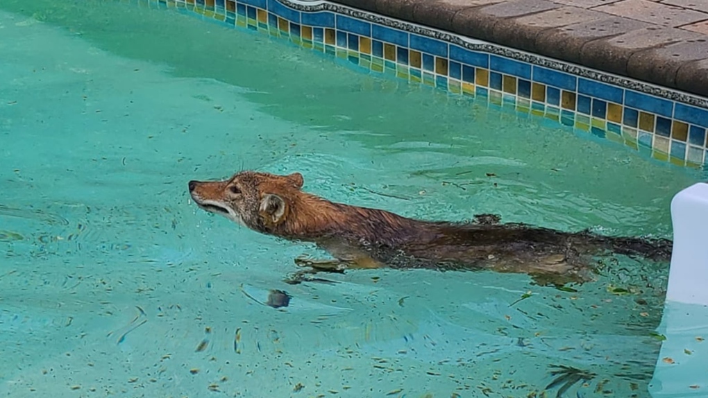 Coyote in pool