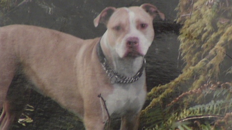 Fendi, a six-year-old pit bull, was shot in her owner's Chilliwack yard Tuesday by police who were conducting a training exercise involving a police dog. Dec. 22, 2009. 