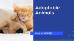 Adoptable Animals 