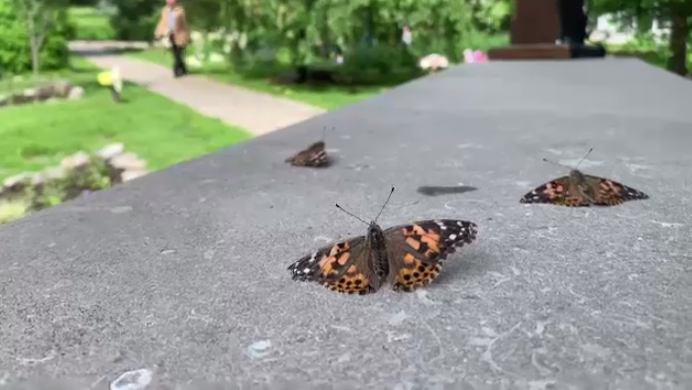 Butterflies were released at Beechwood Cemetery on Sunday as bereaved families honoured their loved ones. (Jackie Perez/CTV News Ottawa)