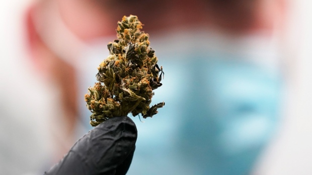 A mature bud of marijuana at the Green Leaf Medical Cannibis facility in Richmond, Va., on June 17, 2021. (Steve Helber / AP) 