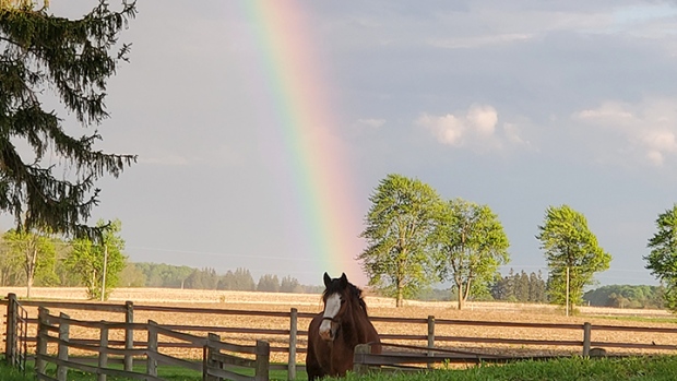 May_17_Ed-Robb-HORSE-RAINBOW.jpg