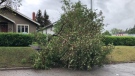 A downed tree is seen in Calgary after strong wind gusts ripped through the city on Tuesday, June 14, 2022.