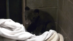 The bear cub is pictured at the North Island Wildlife Recovery Centre.
