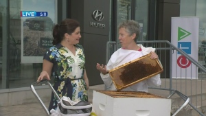 News Anchor Sarah Freemark talks to Kathy Hogan about beekeeping in North Bay. June 15/22 (CTV Northern Ontario)