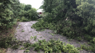 A Thursday afternoon storm knocked down trees and power lines in Lyn, Ont. (Nate Vandermeer/CTV News Ottawa)