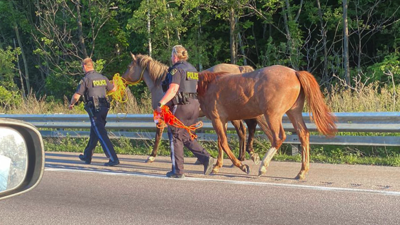 A stretch of Highway 401 was briefly closed Friday morning while police corralled two horses who were running on the road. (OPP)