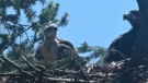 The baby red-tailed hawk and eagles are shown on a live camera. (Sasse Photos/YouTube)
