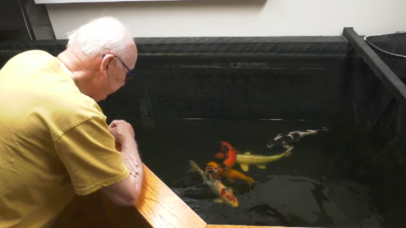 Randie Kushnier looks on at his koi fish before they were donated to the Assiniboine Park Conservancy to be put into The Leaf which will open in late 2022. June 21, 2022. (Source: Scott Andersson/CTV News)