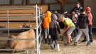 Sask. students learn farm life