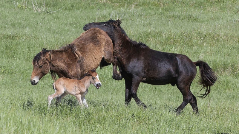 A mare spurns the advances of a stallion while a young foal gets out of the way on Sable Island, N.S. (Source: Len Wagg/Twitter) 