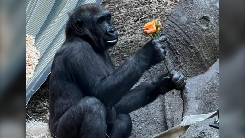 The Calgary Zoo's 6-year-old western lowland gorilla Kimani died following her liver cancer diagnosis. (Calgary Zoo)