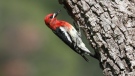 A red-breasted sapsucker is seen in this stock photo. (Shutterstock.com)