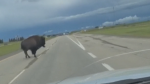 A bison runs across Highway 16 west of Edmonton on June 22, 2022 (Source: Keira Boutilier).