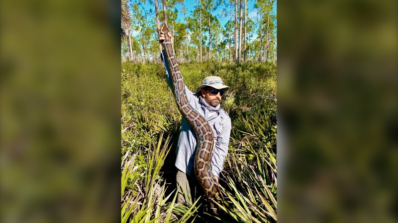 Biologist Ian Bartoszek with a 15-foot female Burmese python captured by tracking a male scout snake in Picayune Strand State Forest. (Conservancy of Southwest Florida via AP) 