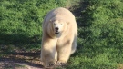 Aurora, a nine-year-old polar bear who lived at the Assiniboine Park Zoo, is shown in an October 2021 photo. The zoo confirmed the bear died on Tuesday after going into cardiac arrest during a dental procedure. (Image Source: Assiniboine Park Zoo)