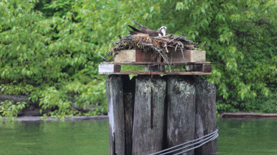 Osprey nest Kootenay