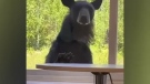 Black bear peers into a northern Ontario First Nation school. June 22/22 (Ginoogaming Aboriginal Head Start)