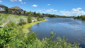 Dozens of dead fish have been found in retention ponds in Linden Woods. (Source: Jon Hendricks/ CTV News Winnipeg)