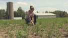 F2F: Ontario's only lentil farm located in Elora