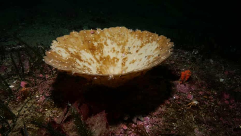 New Zealand is seeing its worst-ever mass bleaching of important sea sponges. (CNN)