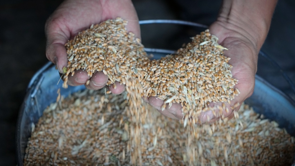 Ukrainian farmer displays grain in a barn