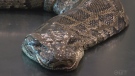 5.5-metre python is largest ever found in Fla.