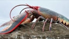 This year, artist Jared Betts became the new keeper of the giant lobster in Shediac, N.B. (CTV News)