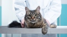 A cat is seen at the vet in this undated stock image. (Shutterstock)