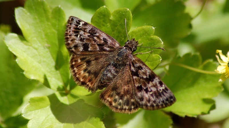 The mottled duskwing butterfly was declared endangered species in 2012. (Submitted/Jessica Linton)