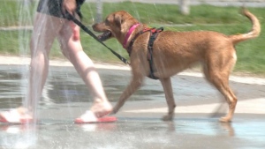 A dog enjoys a splash pad in Kanata. June 24, 2022. (Ian Urbach/CTV News Ottawa)