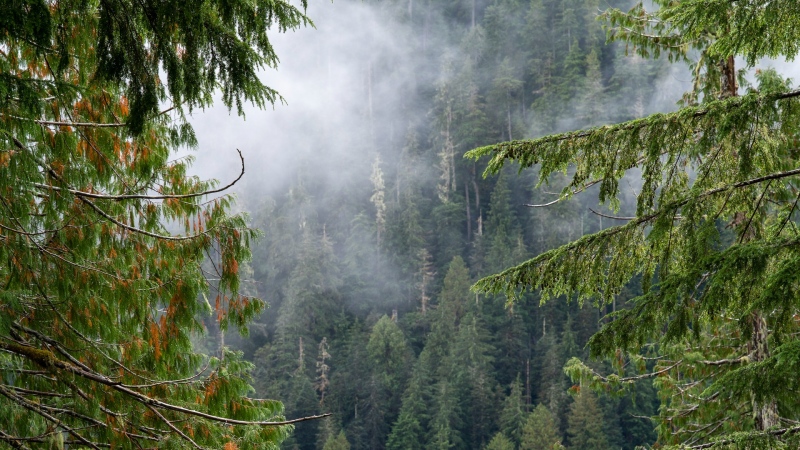 The clouds move among the old growth forest in the Fairy Creek logging area near Port Renfrew, B.C. Tuesday, Oct. 5, 2021. THE CANADIAN PRESS/Jonathan Hayward