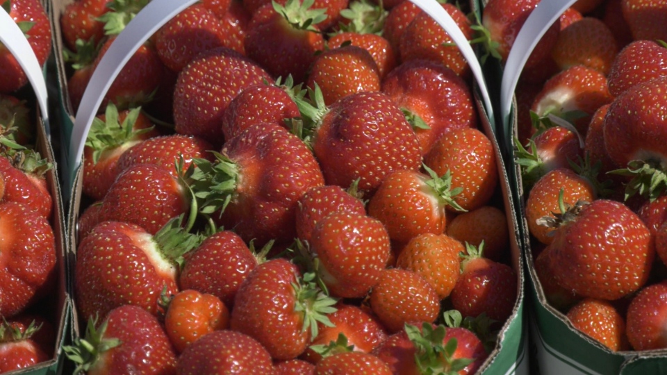 Strawberry picking season is underway in Sturgeon 