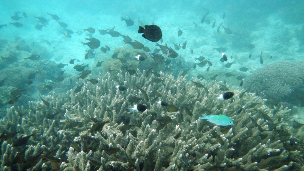 Coral bleaching Kenya
