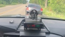 Guelph police release a photo of a driver they pulled over for speeding. (Submitted/Guelph Police Service)
