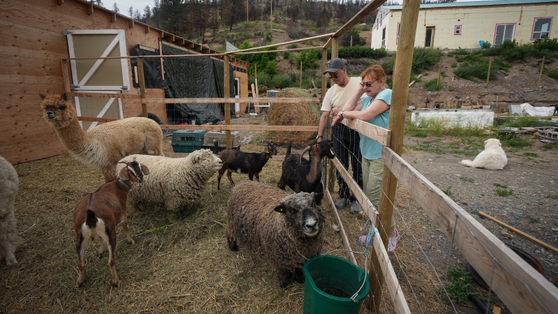 Married couple Don Glasgow, left, and Tricia Thorpe, whose home was destroyed by a fast moving wildfire in 2021, check on their farm animals below their new home they've rebuilt and are still finishing just north of the village of Lytton, B.C., on Wednesday, June 15, 2022. THE CANADIAN PRESS/Darryl Dyck 