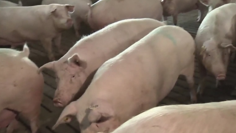 Trial underway for pig farm protesters
