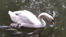 A baby swan is seen swimming alongside one of its parents at Victoria Park in Kitchener on June 26, 2022. (Dan Lauckner/CTV Kitchener)