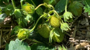 Angie Cormier, executive director of the Prairie Fruit Growers Association said many u-pick strawberry farms will be ready to welcome visitors to their fields next week. (Image Source: Scott Andersson/CTV News Winnipeg)