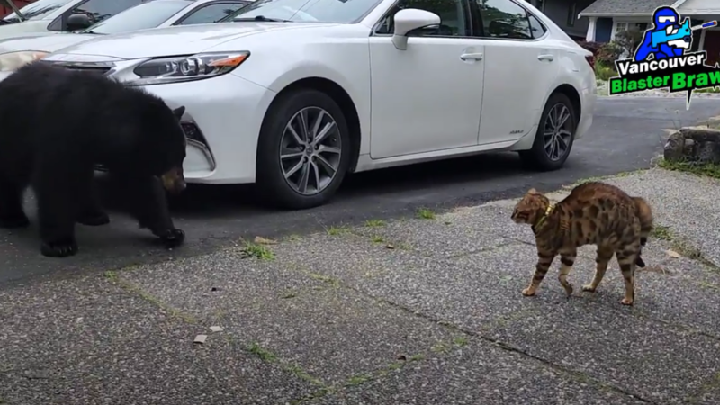 A TikTok video captures the moment a cat named Tigger encountered a bear in a B.C. driveway, ultimately chasing it off. 